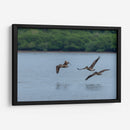 Pelicanos sobrevolando - Manuel Jiménez | Cuadro decorativo de Canvas Lab