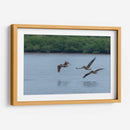 Pelicanos sobrevolando - Manuel Jiménez | Cuadro decorativo de Canvas Lab