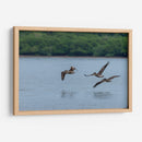 Pelicanos sobrevolando - Manuel Jiménez | Cuadro decorativo de Canvas Lab