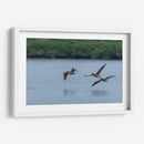 Pelicanos sobrevolando - Manuel Jiménez | Cuadro decorativo de Canvas Lab