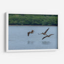 Pelicanos sobrevolando - Manuel Jiménez | Cuadro decorativo de Canvas Lab