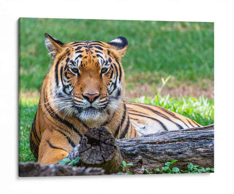 Tigre de bengala - Manuel Jiménez | Cuadro decorativo de Canvas Lab