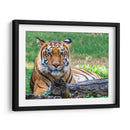 Tigre de bengala - Manuel Jiménez | Cuadro decorativo de Canvas Lab