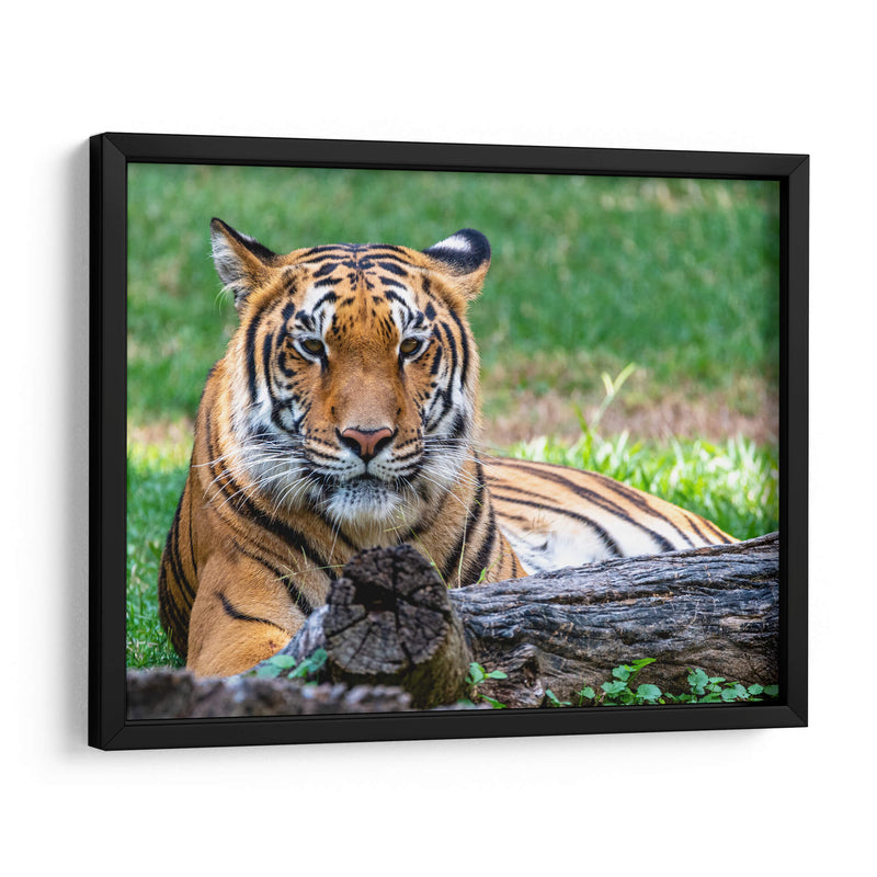 Tigre de bengala - Manuel Jiménez | Cuadro decorativo de Canvas Lab