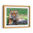 Tigre de bengala - Manuel Jiménez | Cuadro decorativo de Canvas Lab