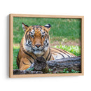 Tigre de bengala - Manuel Jiménez | Cuadro decorativo de Canvas Lab