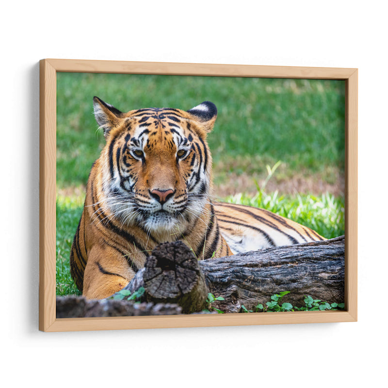 Tigre de bengala - Manuel Jiménez | Cuadro decorativo de Canvas Lab