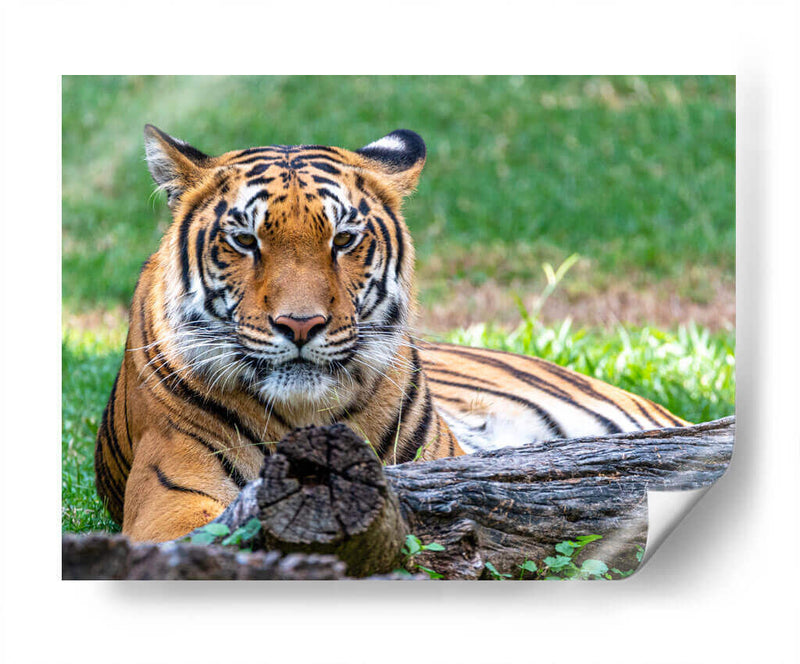 Tigre de bengala - Manuel Jiménez | Cuadro decorativo de Canvas Lab