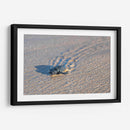 Tortuga golfina - Manuel Jiménez | Cuadro decorativo de Canvas Lab