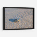 Tortuga golfina - Manuel Jiménez | Cuadro decorativo de Canvas Lab