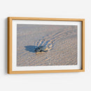 Tortuga golfina - Manuel Jiménez | Cuadro decorativo de Canvas Lab