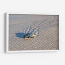 Tortuga golfina - Manuel Jiménez | Cuadro decorativo de Canvas Lab