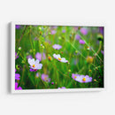 POLINIZADORA - MICHEL ARCIGA LIFESTYLE PHOTOGRAPHY | Cuadro decorativo de Canvas Lab