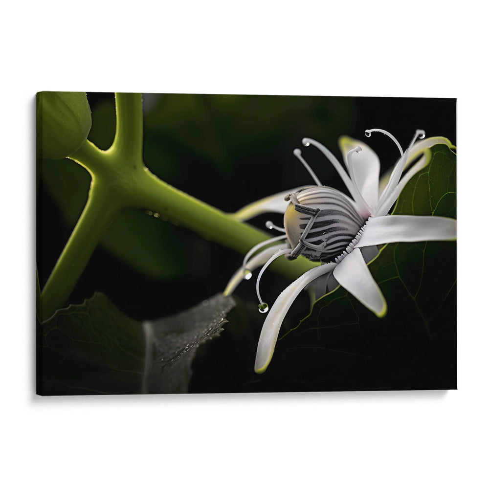 Araña en Flor - Juliana Estrada | Cuadro decorativo de Canvas Lab