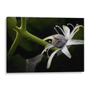 Araña en Flor - Juliana Estrada | Cuadro decorativo de Canvas Lab