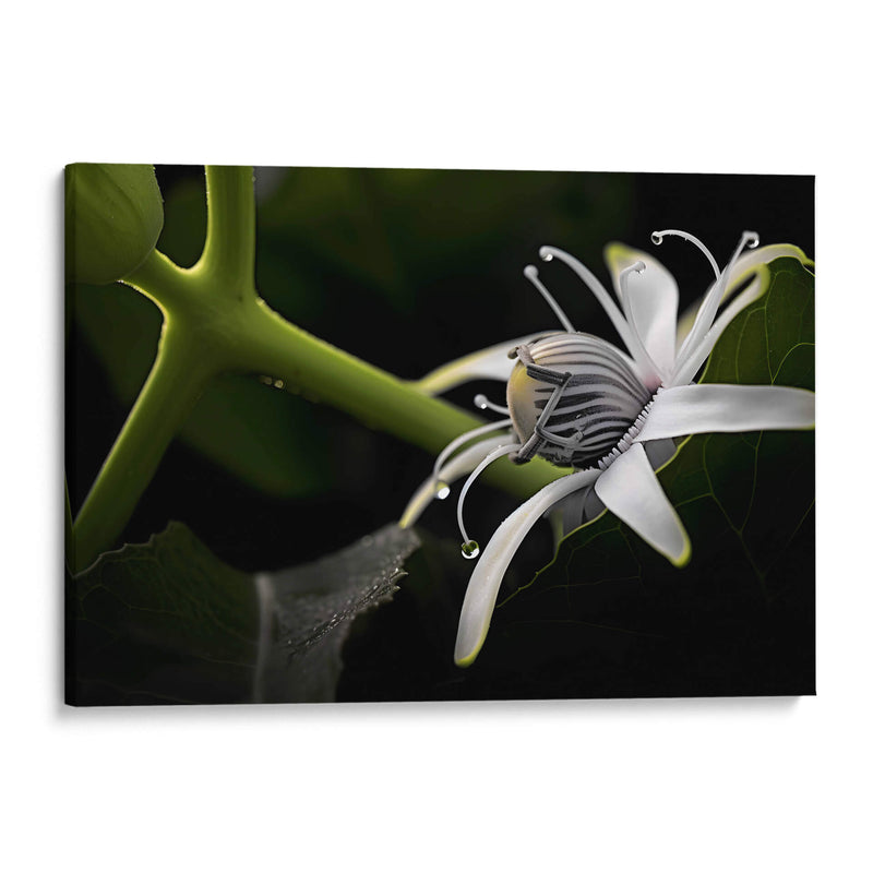 Araña en Flor - Juliana Estrada | Cuadro decorativo de Canvas Lab