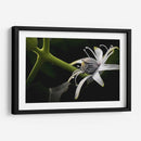 Araña en Flor - Juliana Estrada | Cuadro decorativo de Canvas Lab