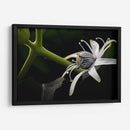 Araña en Flor - Juliana Estrada | Cuadro decorativo de Canvas Lab