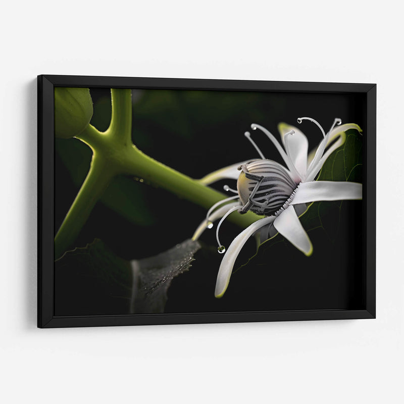 Araña en Flor - Juliana Estrada | Cuadro decorativo de Canvas Lab