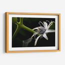 Araña en Flor - Juliana Estrada | Cuadro decorativo de Canvas Lab