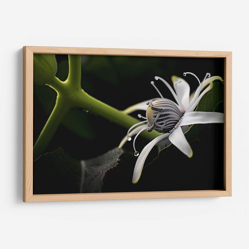 Araña en Flor - Juliana Estrada | Cuadro decorativo de Canvas Lab