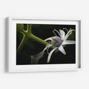 Araña en Flor - Juliana Estrada | Cuadro decorativo de Canvas Lab