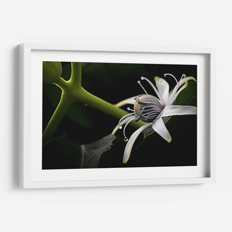 Araña en Flor - Juliana Estrada | Cuadro decorativo de Canvas Lab