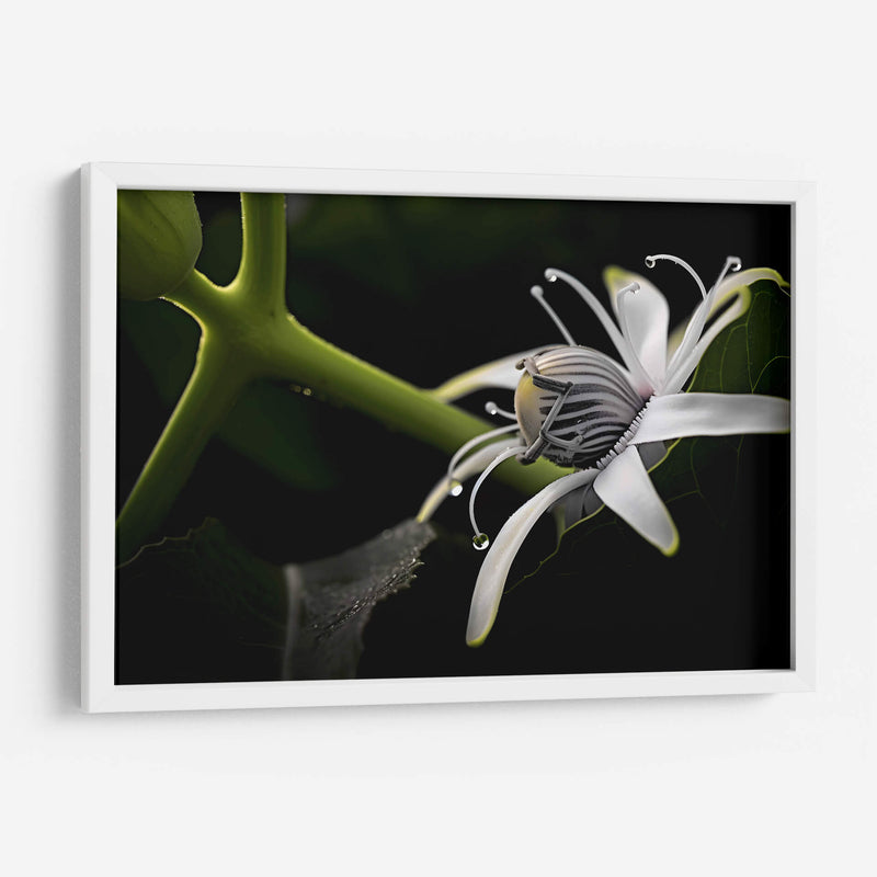 Araña en Flor - Juliana Estrada | Cuadro decorativo de Canvas Lab