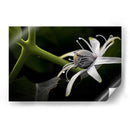 Araña en Flor - Juliana Estrada | Cuadro decorativo de Canvas Lab