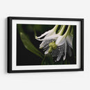 Campanas Rayadas - Juliana Estrada | Cuadro decorativo de Canvas Lab