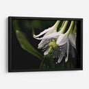 Campanas Rayadas - Juliana Estrada | Cuadro decorativo de Canvas Lab