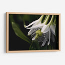 Campanas Rayadas - Juliana Estrada | Cuadro decorativo de Canvas Lab