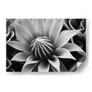 Capullo - Juliana Estrada | Cuadro decorativo de Canvas Lab