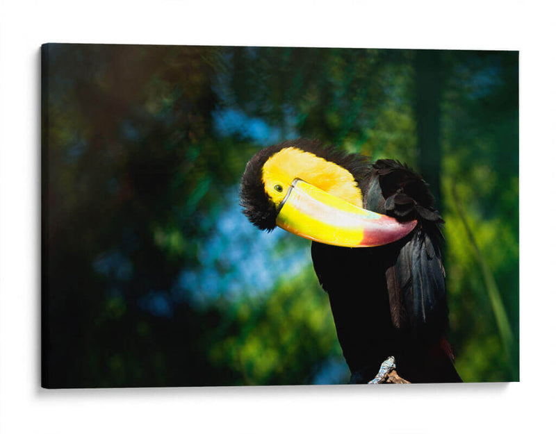 TUCÁN - MICHEL ARCIGA LIFESTYLE PHOTOGRAPHY | Cuadro decorativo de Canvas Lab