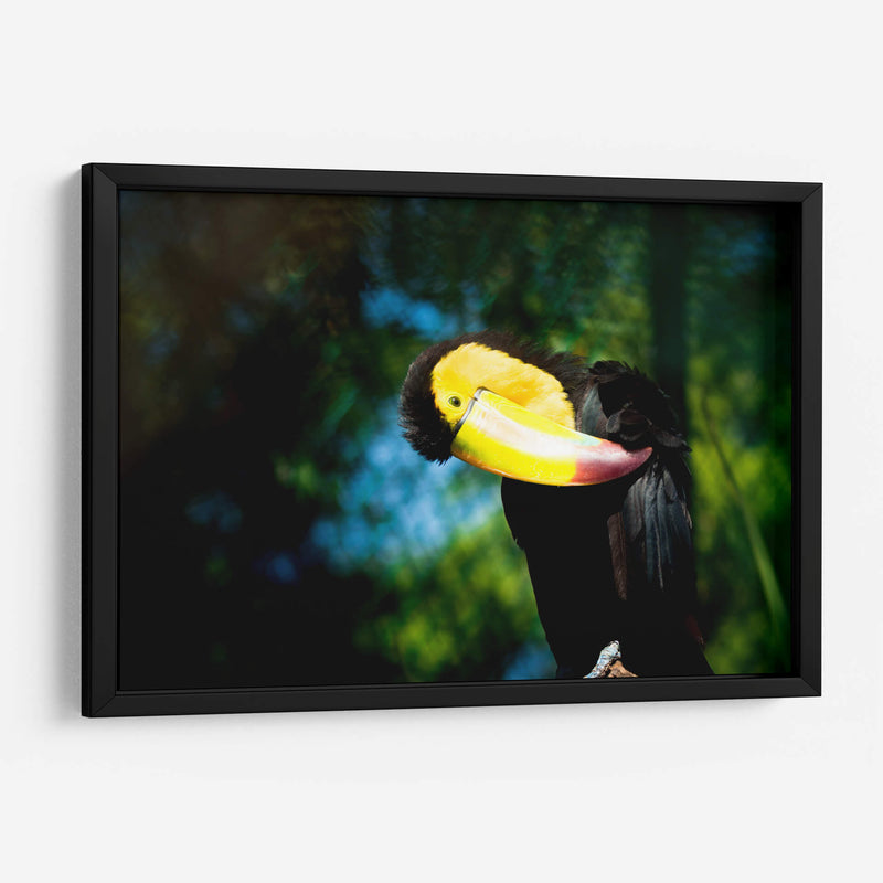 TUCÁN - MICHEL ARCIGA LIFESTYLE PHOTOGRAPHY | Cuadro decorativo de Canvas Lab