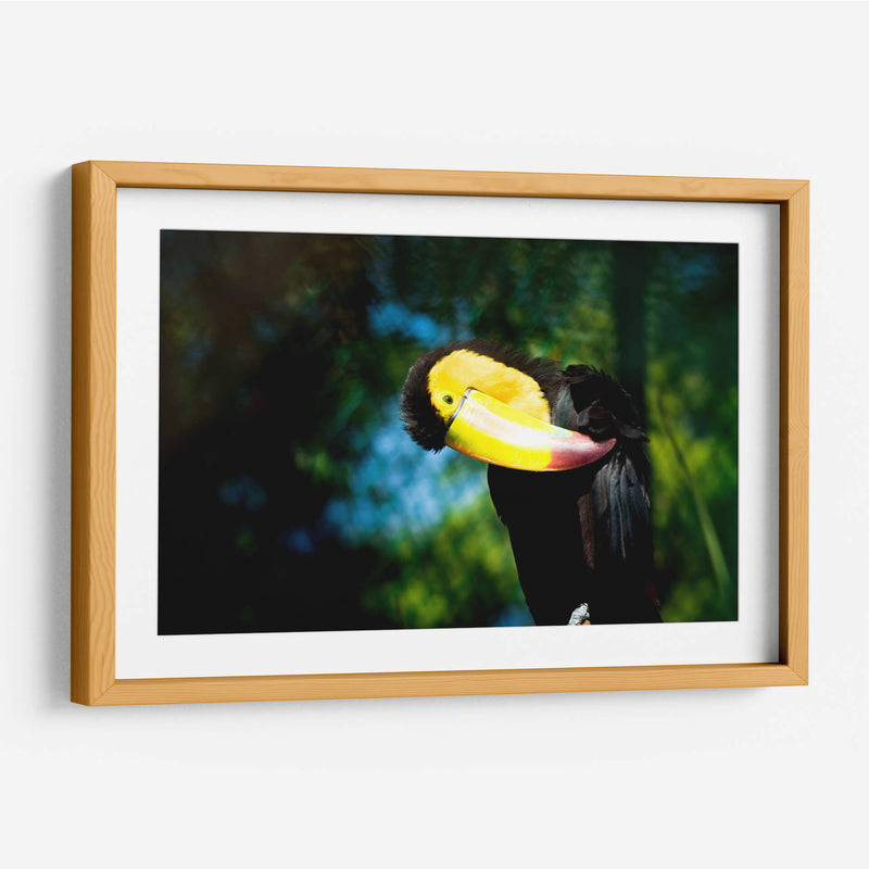 TUCÁN - MICHEL ARCIGA LIFESTYLE PHOTOGRAPHY | Cuadro decorativo de Canvas Lab