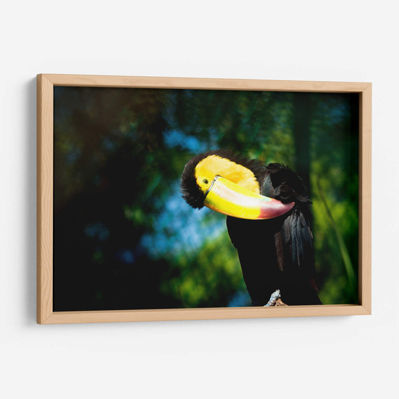 TUCÁN - MICHEL ARCIGA LIFESTYLE PHOTOGRAPHY | Cuadro decorativo de Canvas Lab