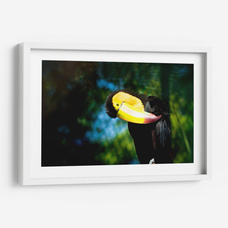 TUCÁN - MICHEL ARCIGA LIFESTYLE PHOTOGRAPHY | Cuadro decorativo de Canvas Lab