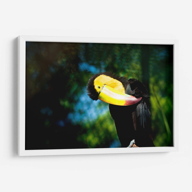 TUCÁN - MICHEL ARCIGA LIFESTYLE PHOTOGRAPHY | Cuadro decorativo de Canvas Lab