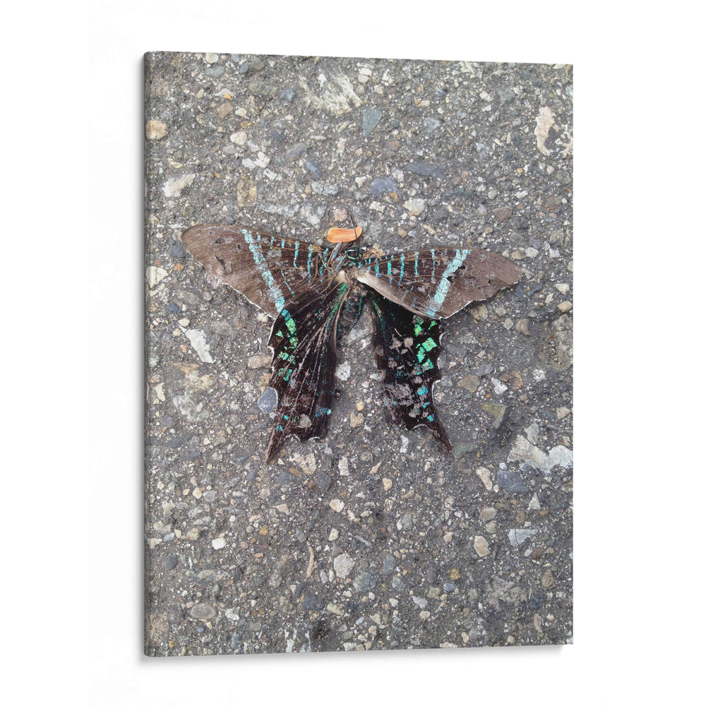 Mariposa en Asfalto - FotoCompagny | Cuadro decorativo de Canvas Lab