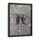 Mariposa en Asfalto - FotoCompagny | Cuadro decorativo de Canvas Lab