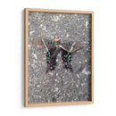 Mariposa en Asfalto - FotoCompagny | Cuadro decorativo de Canvas Lab