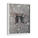 Mariposa en Asfalto - FotoCompagny | Cuadro decorativo de Canvas Lab