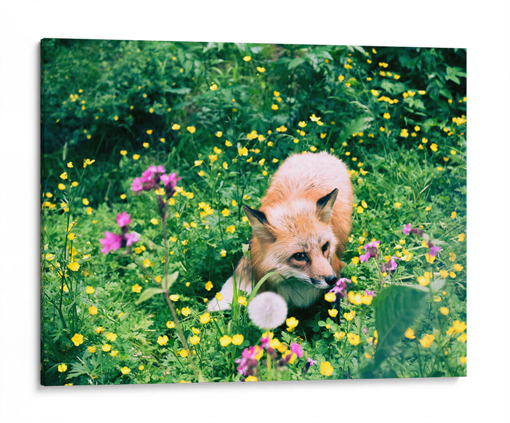 Zorro en el campo | Cuadro decorativo de Canvas Lab