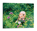 Zorro en el campo | Cuadro decorativo de Canvas Lab