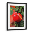 Flor anturio - Jabin Adiel | Cuadro decorativo de Canvas Lab