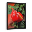 Flor anturio - Jabin Adiel | Cuadro decorativo de Canvas Lab