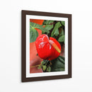 Flor anturio - Jabin Adiel | Cuadro decorativo de Canvas Lab