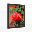Flor anturio - Jabin Adiel | Cuadro decorativo de Canvas Lab