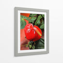 Flor anturio - Jabin Adiel | Cuadro decorativo de Canvas Lab